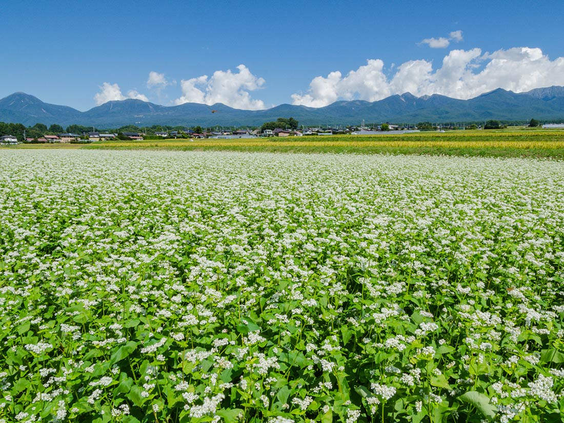 長野県内対応エリア